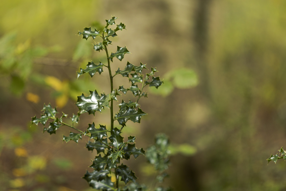Christmas in Tolosaldea